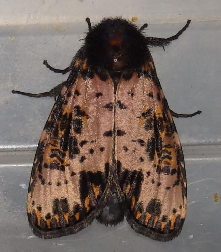 Xanthopastis timais
